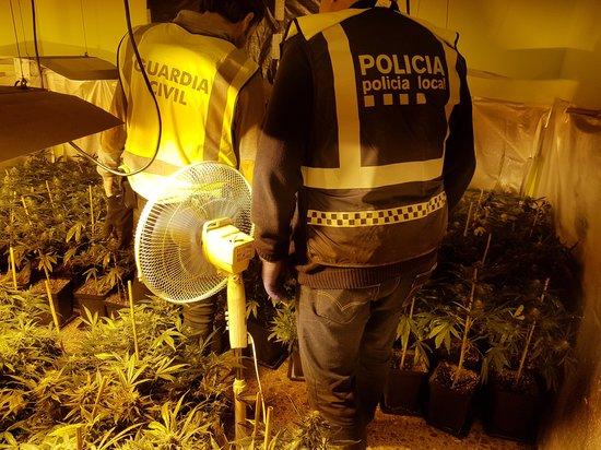Marihuana_Roda_Bera